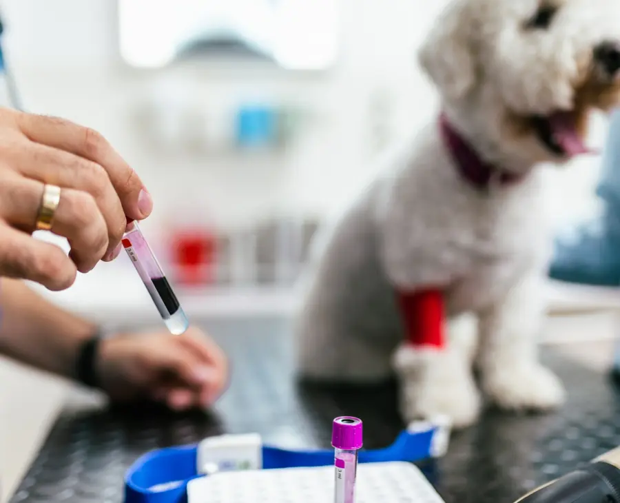 Diagnostyka laboratoryjna