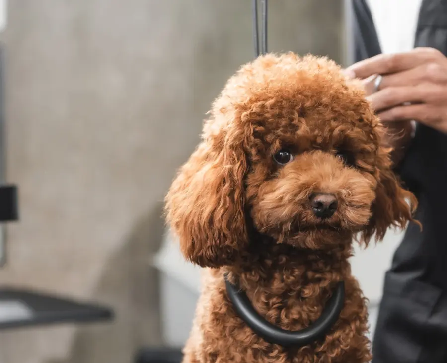 Groomer