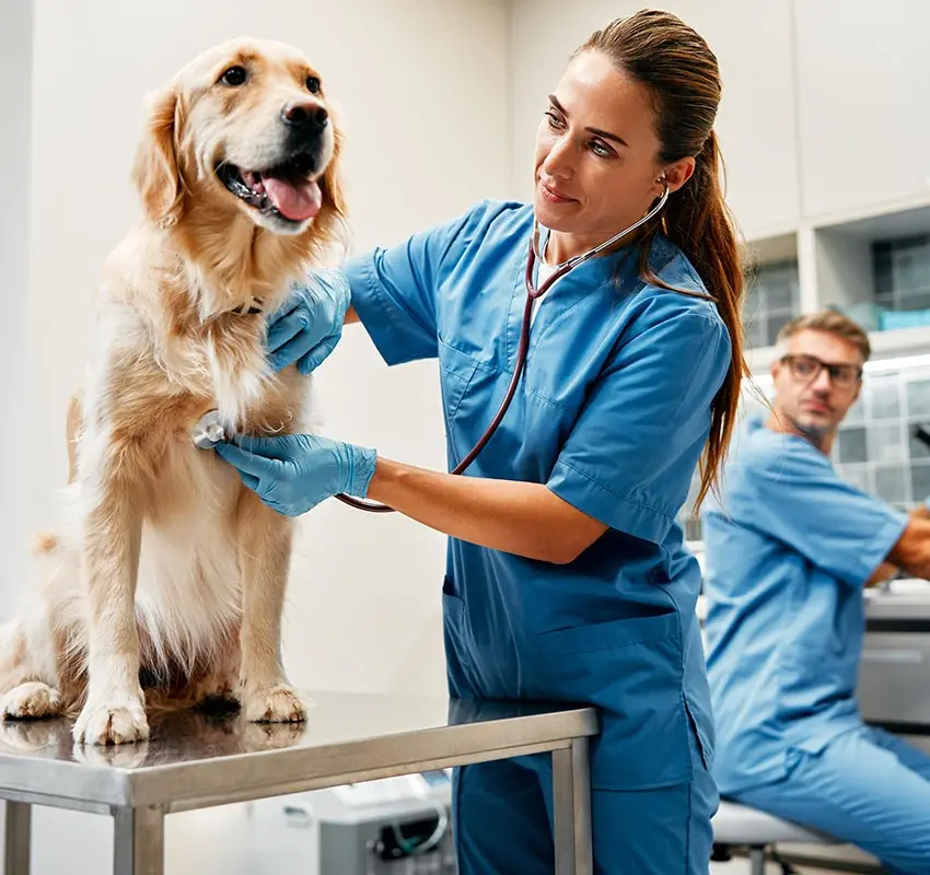 Lekarka weterynarii bada golden retrievera w gabinecie