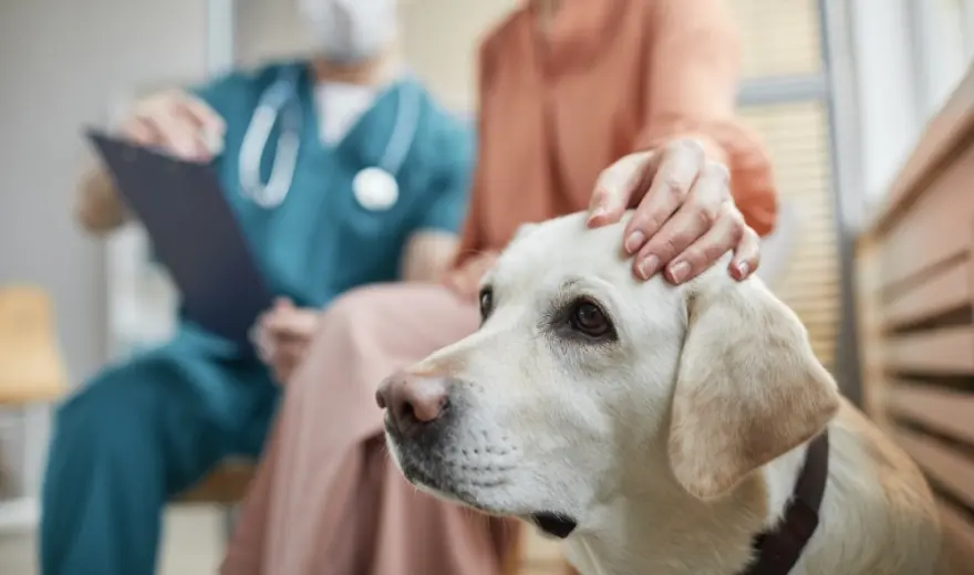 Jak wygląda proces adopcji zwierząt?