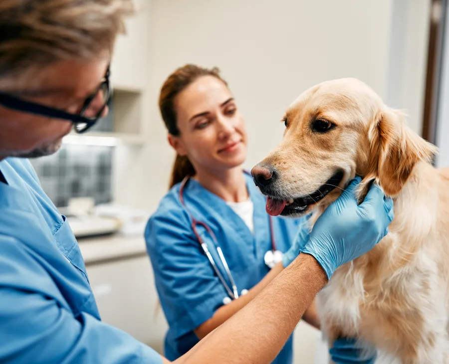 Lekarze weterynarii podczas badania golden retrievera